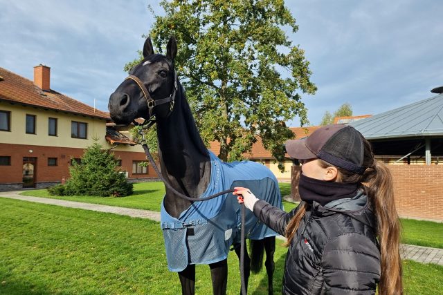 Osmiletý Godfrey ze Zhoře triumfoval na Velké pardubické | foto: Daniel Zach,  Český rozhlas